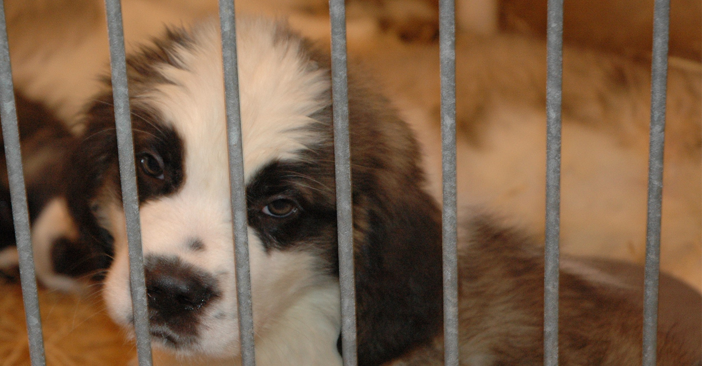 Paris - Animaux marchandises : ça suffit !