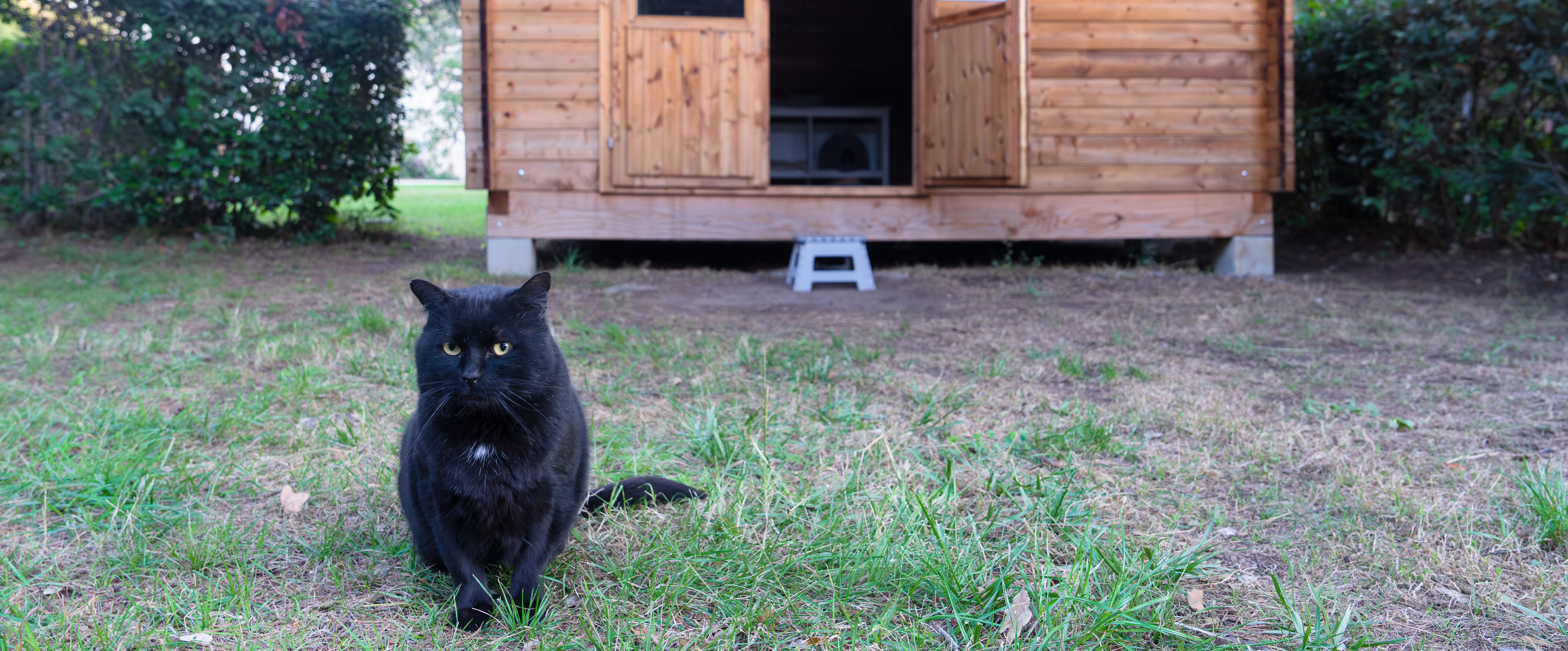 Chats errants : interpellez vos candidat(e)s !