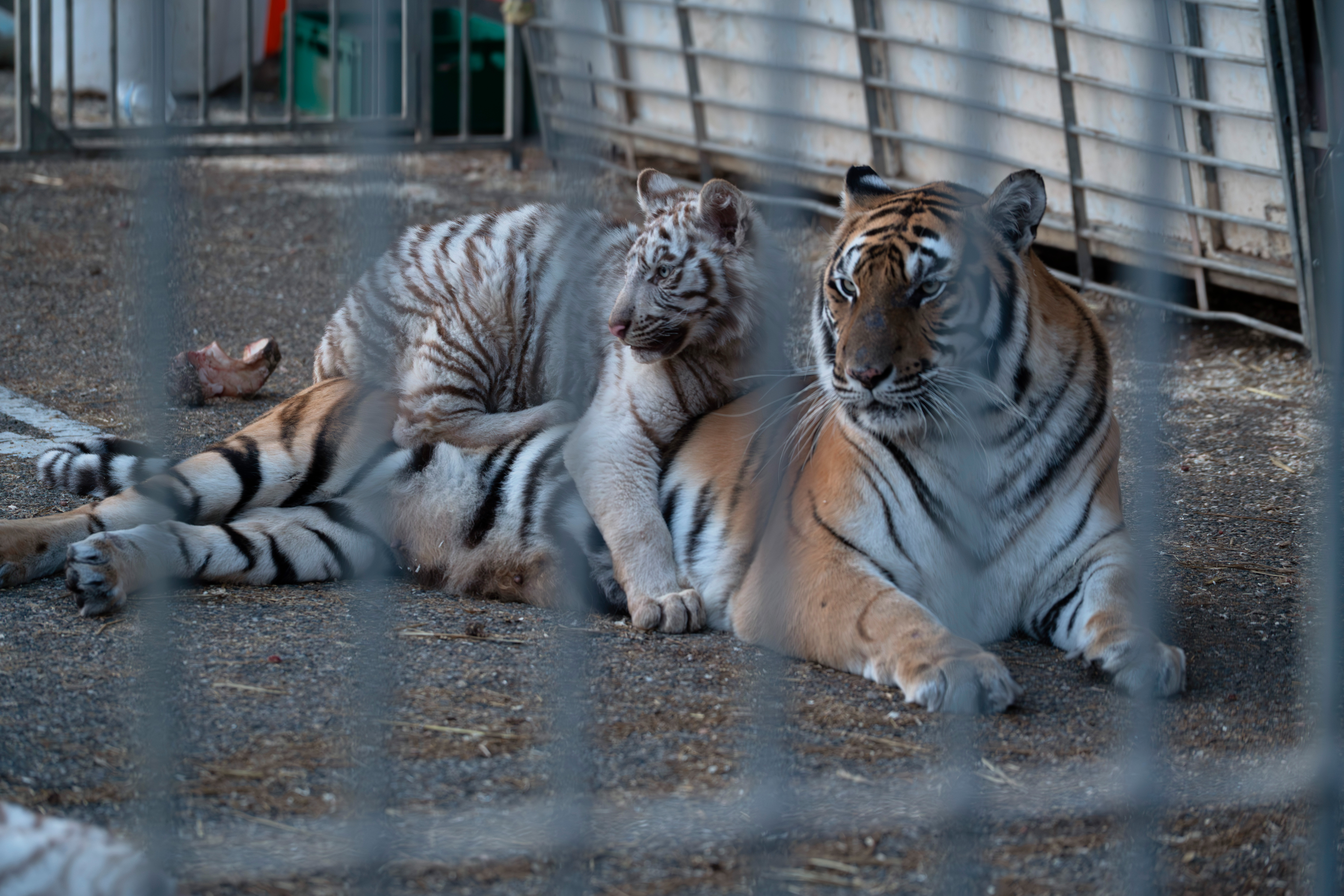 Arroser d’argent public des cirques hors-la-loi. Jusqu’où ira l'État pour protéger ces délinquants?
