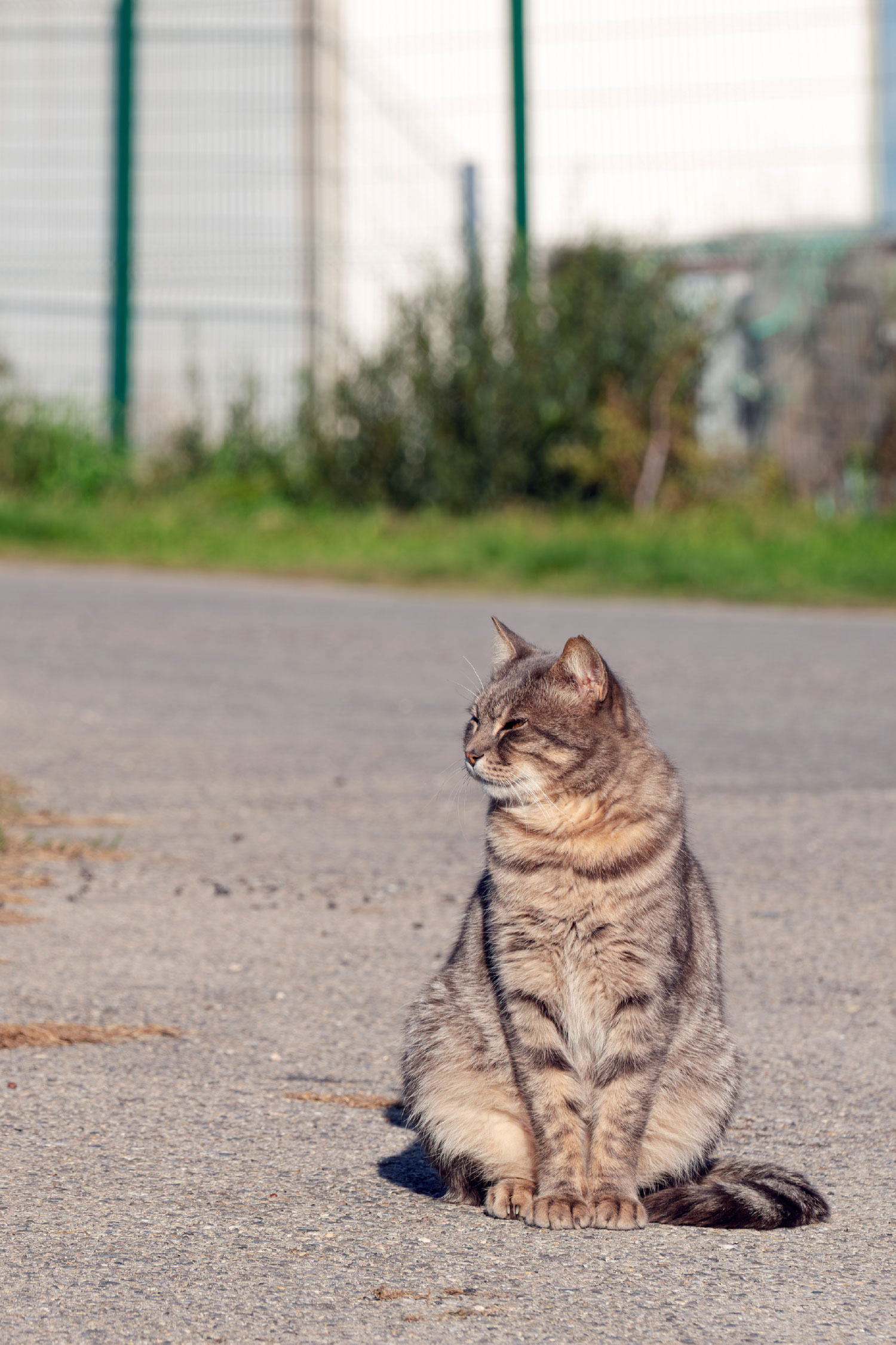 Errance féline : téléchargez nos outils pédagogiques !