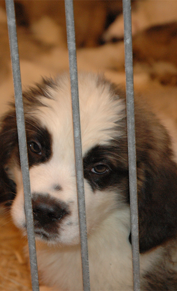 Paris - Animaux marchandises : ça suffit !