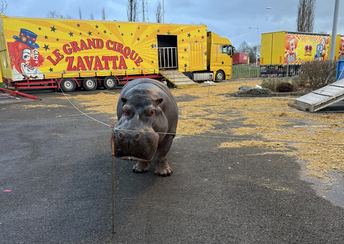 La Teste-de-Buch - Sauvons Jumbo !