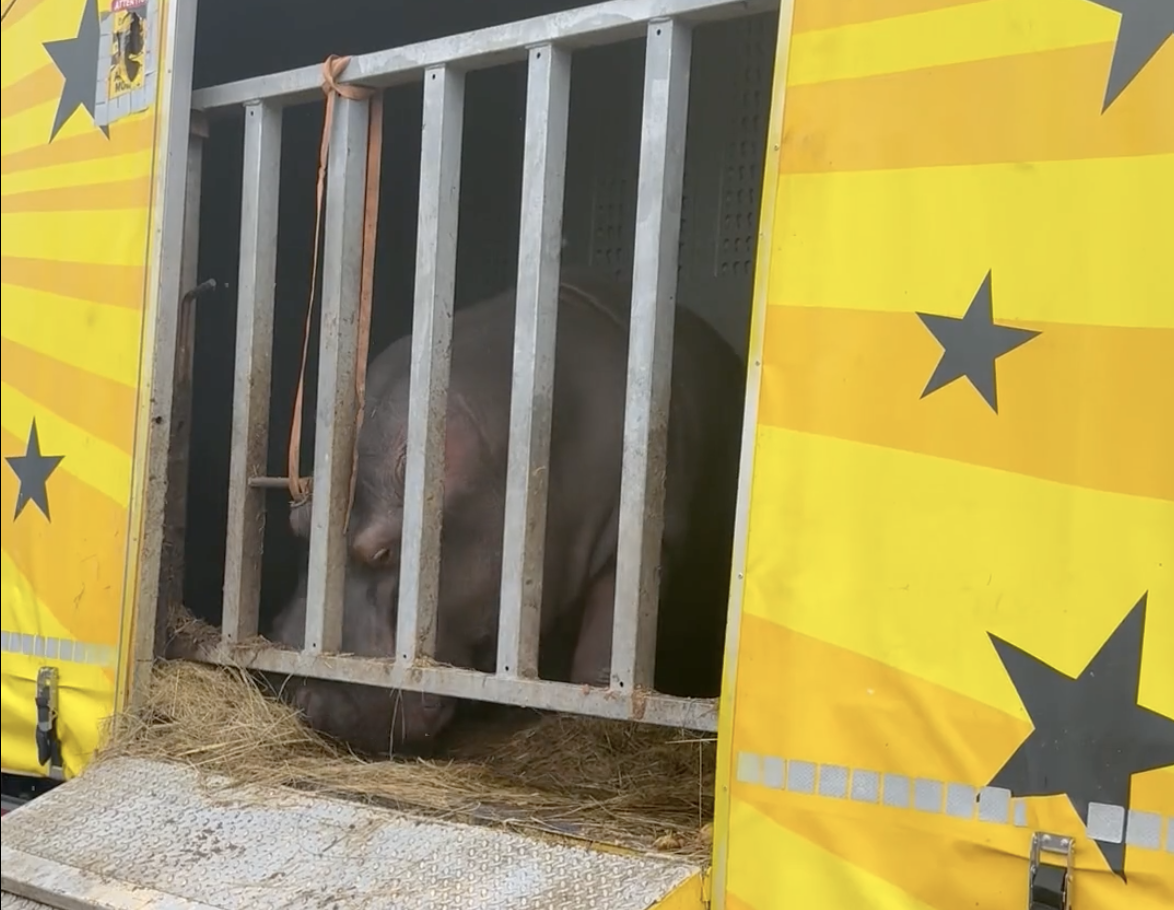 La Teste-de-Buch - Sauvons Jumbo !