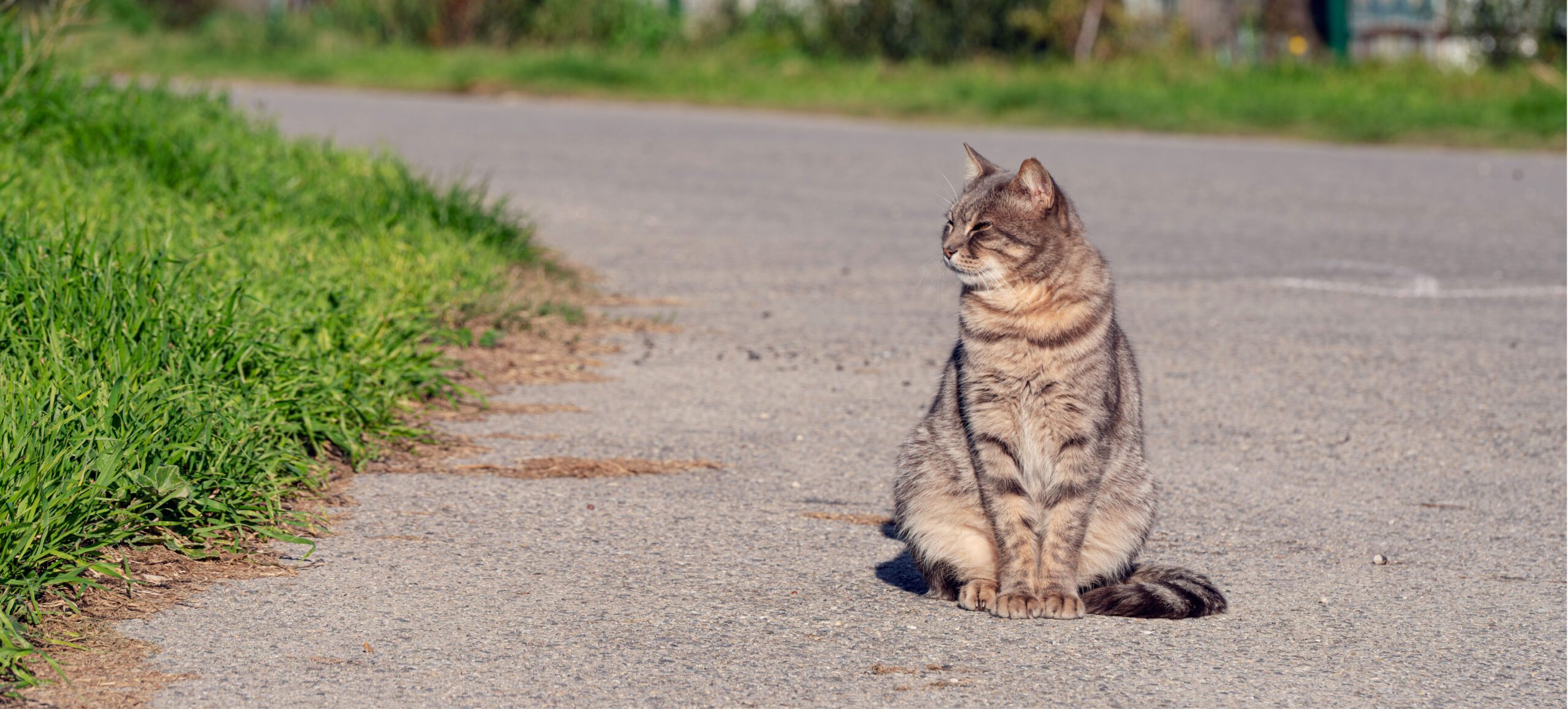Errance féline : téléchargez nos outils pédagogiques !