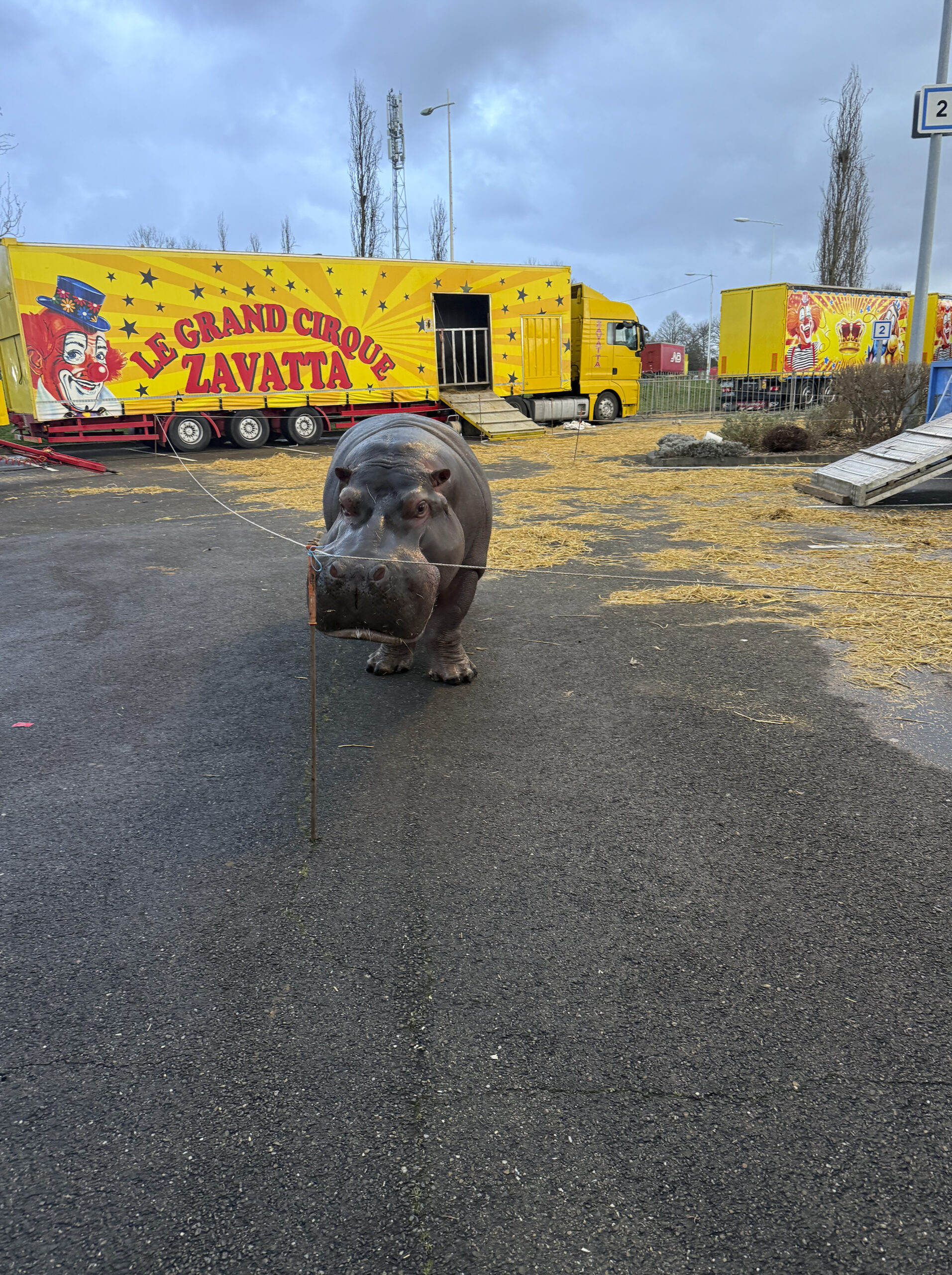 Cirque Muller : l’indicible souffrance de Jumbo, l’impunité organisée