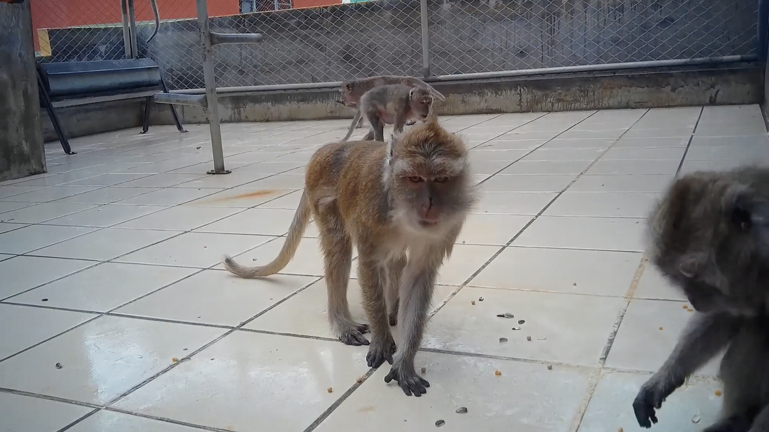 Centre de primatologie de Rousset: tripler le cages, ignorer les alertes... Le CNRS passe en force