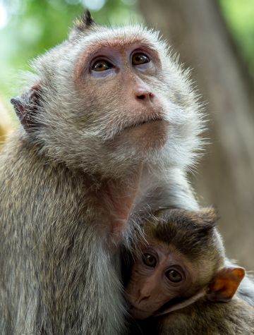 Centre de primatologie de Rousset: l’Europe interpelle la France sur les primates élevés pour ses labos