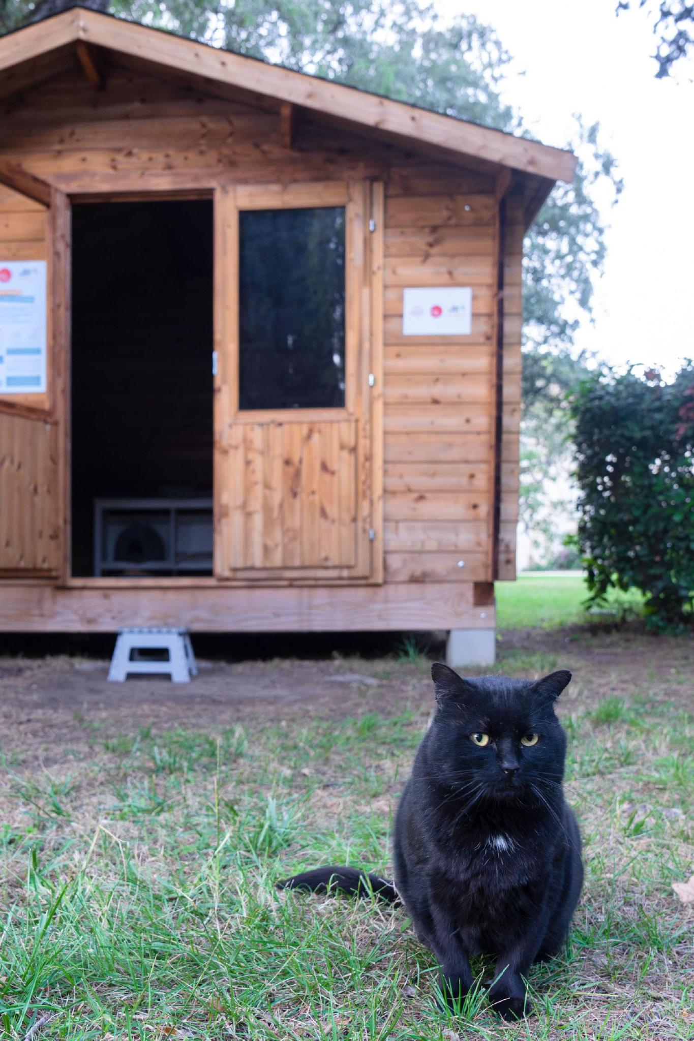 Chats errants : interpellez vos candidat(e)s !