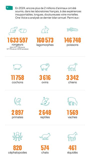 2 041 157 animaux expérimentés en 2024 : la France figée dans l’immobilisme