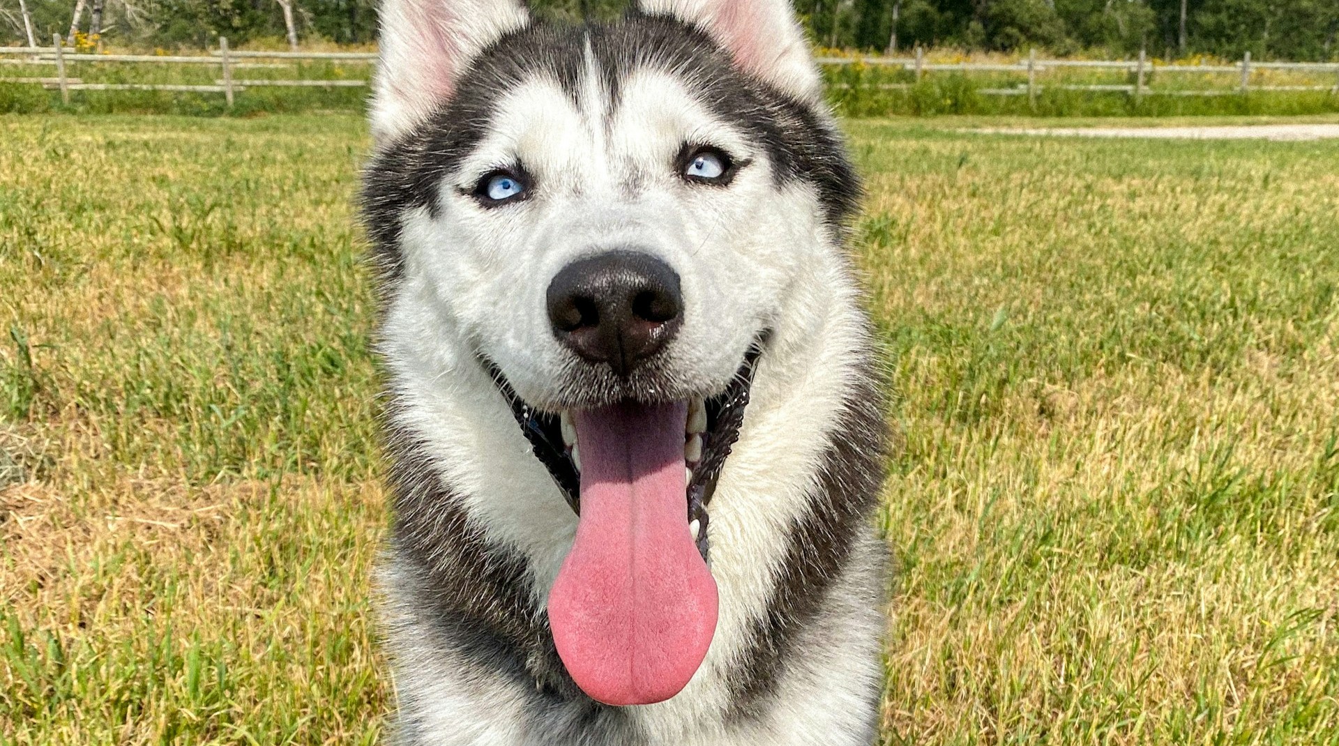 Audience à Gap : le braconnage et la mort d’Aramis devant la justice