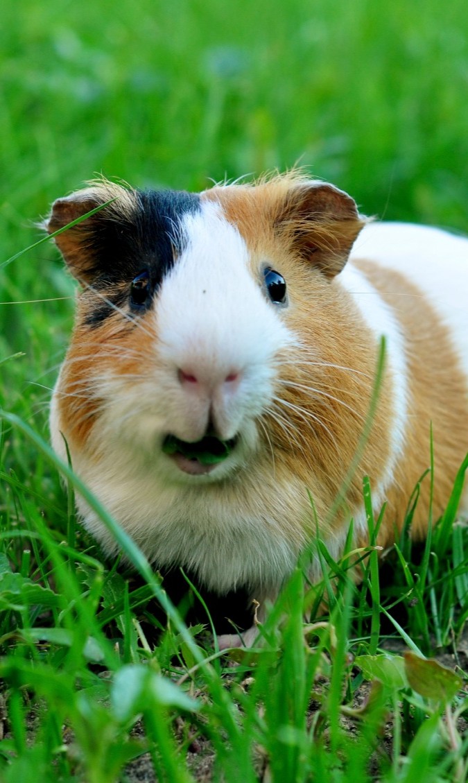 Détergents : l’Europe dit stop aux tests sur les animaux