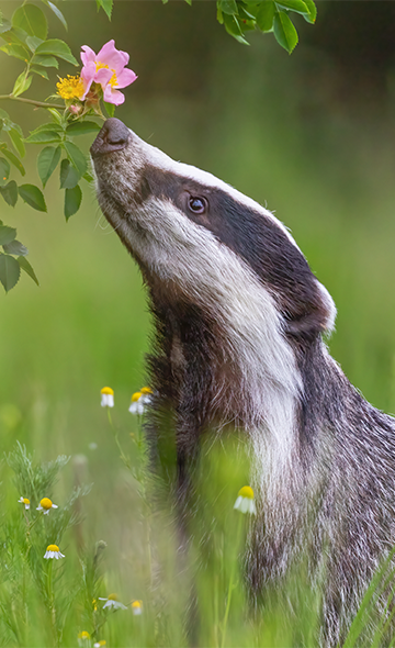 Metz - Journée Mondiale des Blaireaux