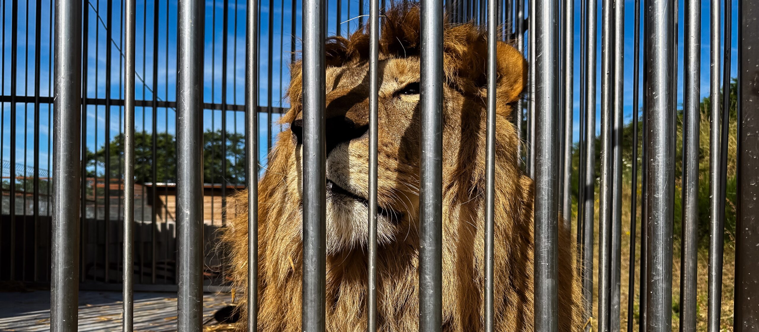Layish, né dans un cirque, bientôt libre en Afrique