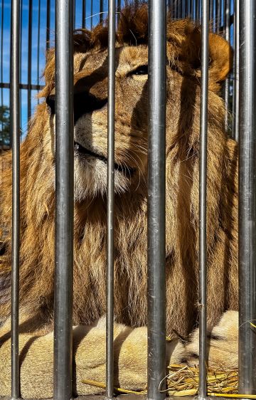 Layish, né dans un cirque, bientôt libre en Afrique