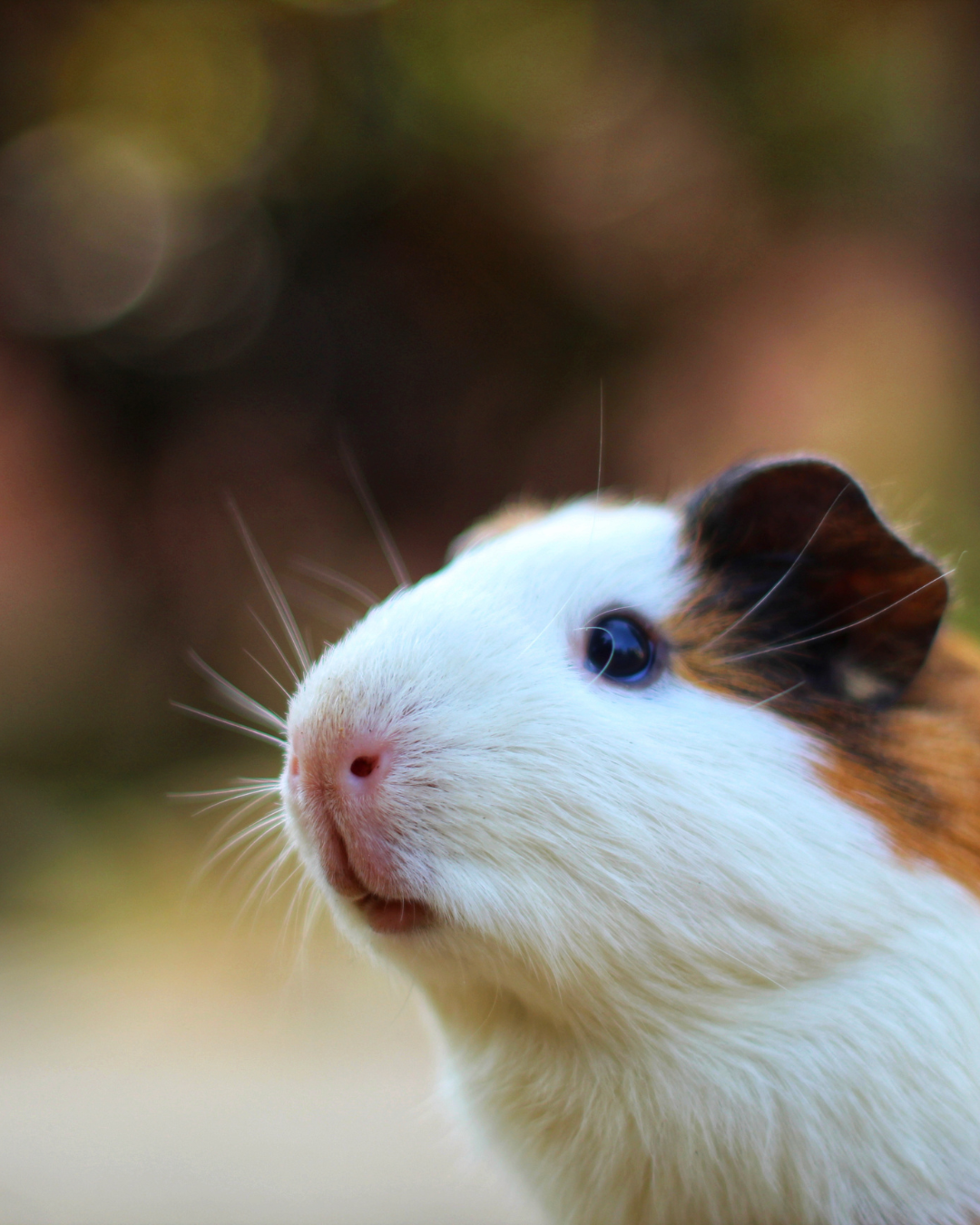 9 millions d’animaux sacrifiés en 2023, la transition européenne au point mort