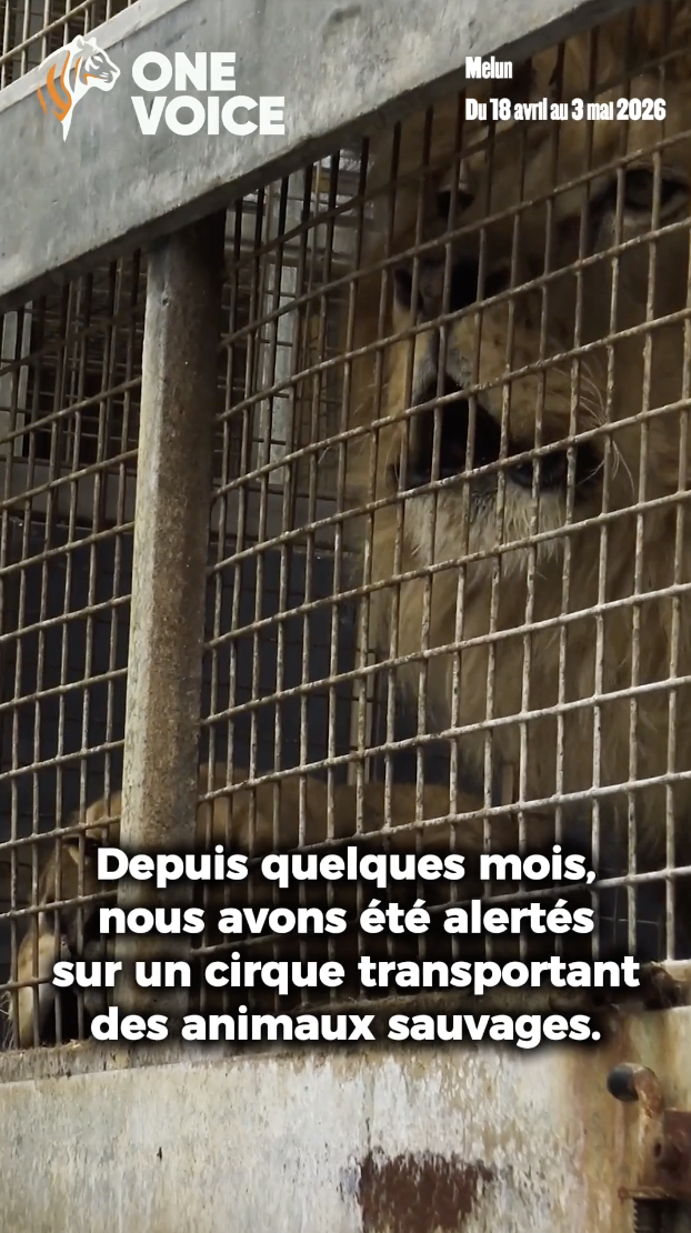 Cirque Hartini-Muller : Communiqué de Presse
