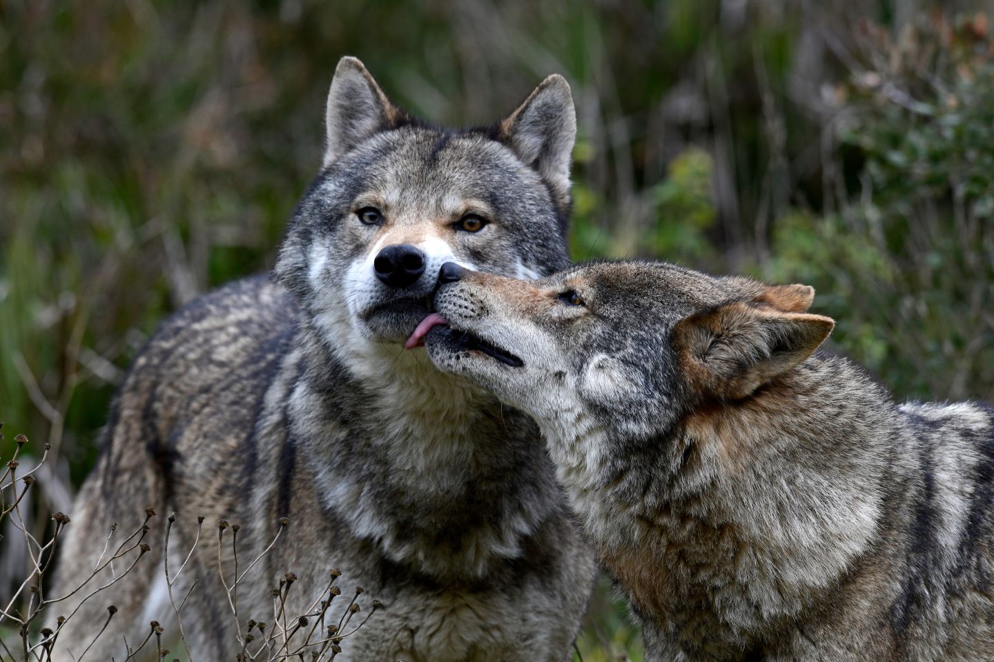 Loi anti-loups : le permis de tuer est voté