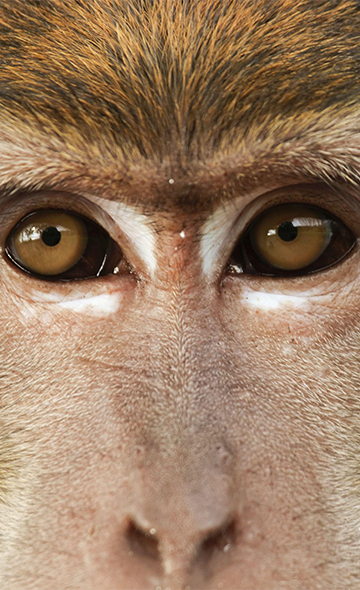 Strasbourg - Son marché de Noel, son marché de singes de labos
