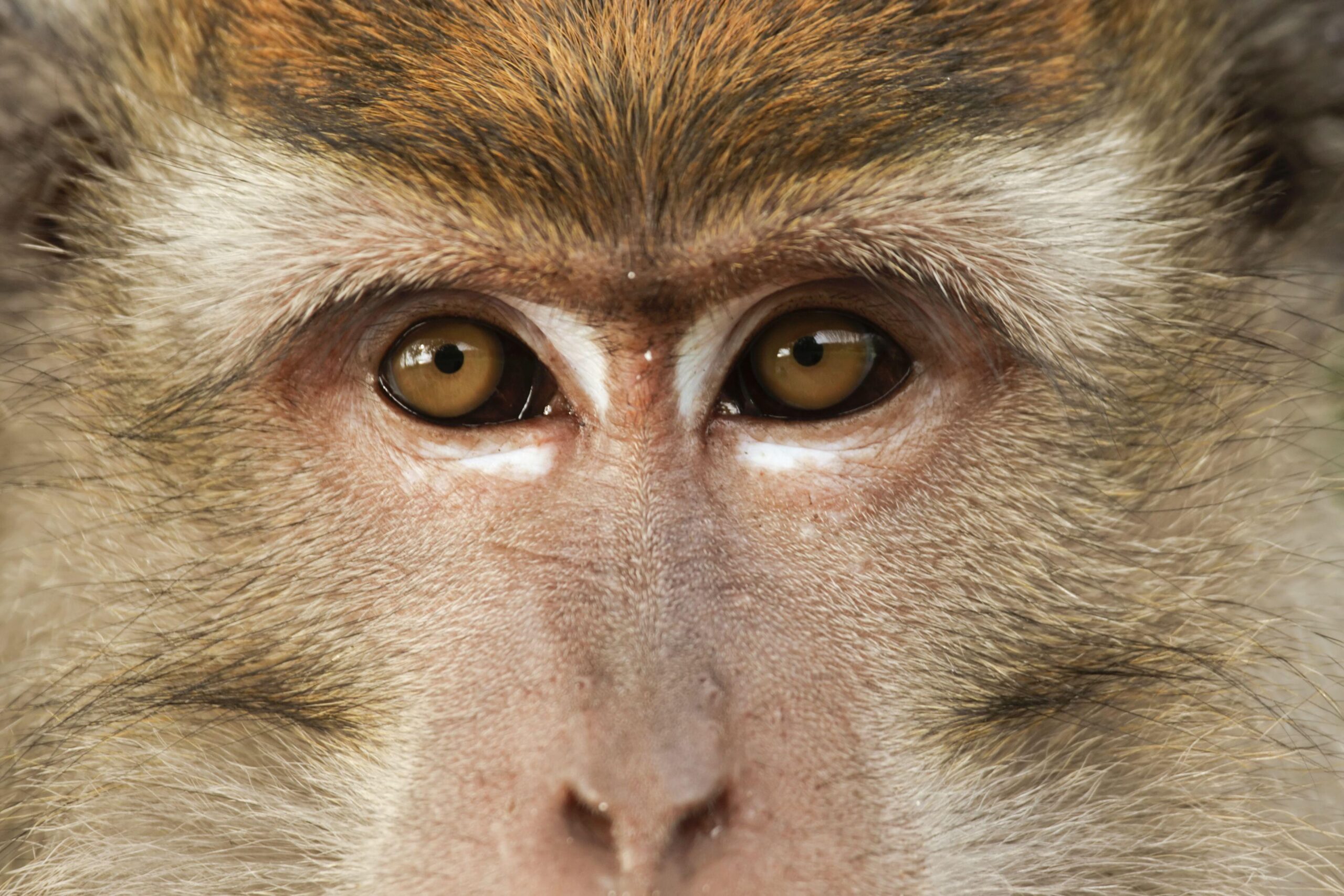 Strasbourg - Son marché de Noel, son marché de singes de labos