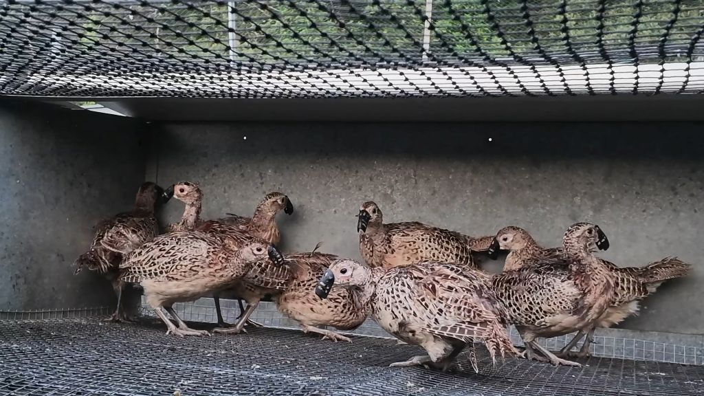 Faisans et perdrix : 19 millions d’oiseaux produits pour être abattus. Révélations en images