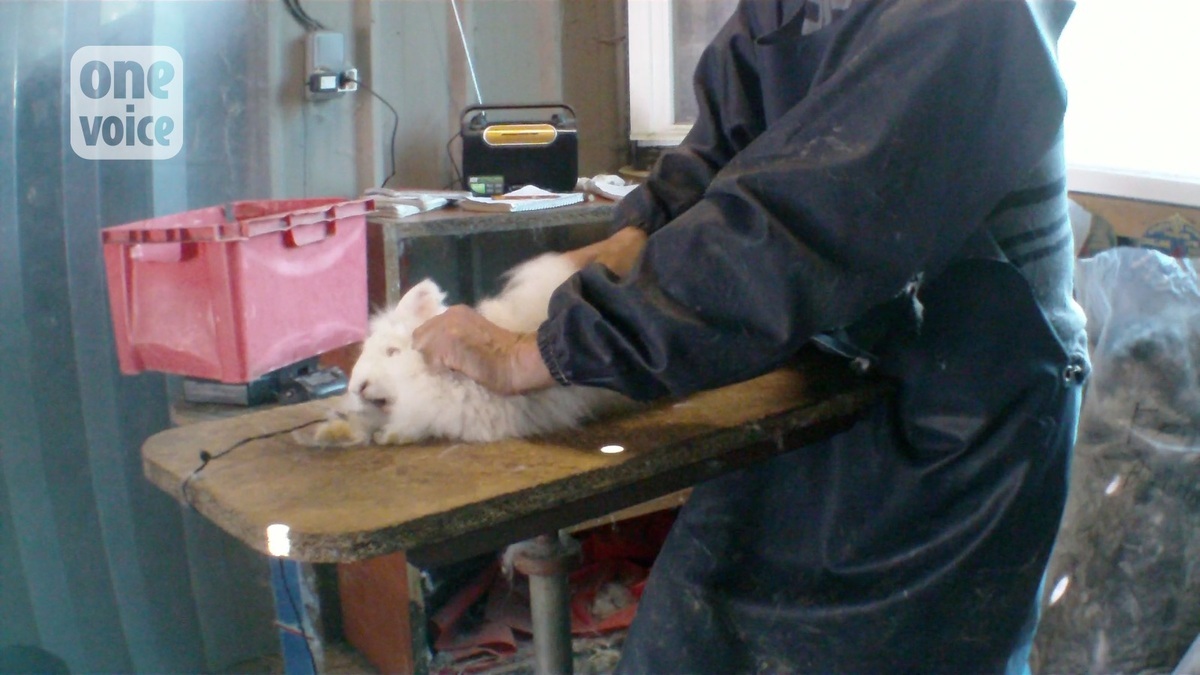 A "rabbit" mutilated in public to denounce the violence of angora