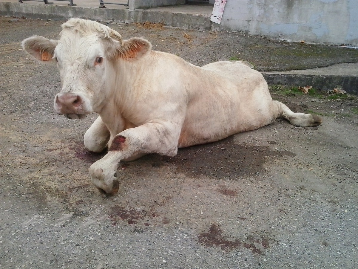 A new trial for Jo, the young calf abused at a slaughterhouse in Vannes