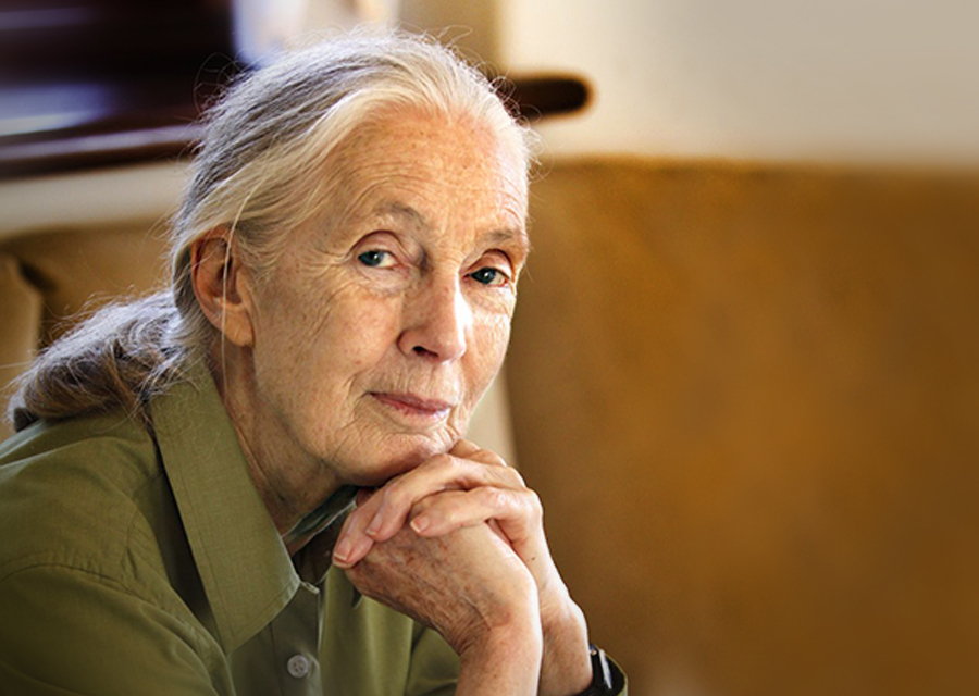 Dr. Jane Goodall joins animal welfare associations to call for the release of surviving primates from a German laboratory