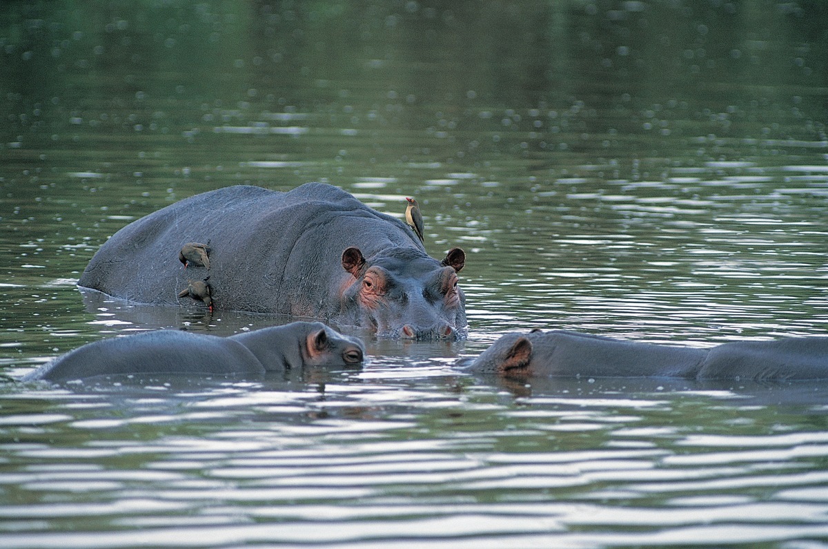 Les hippopotames