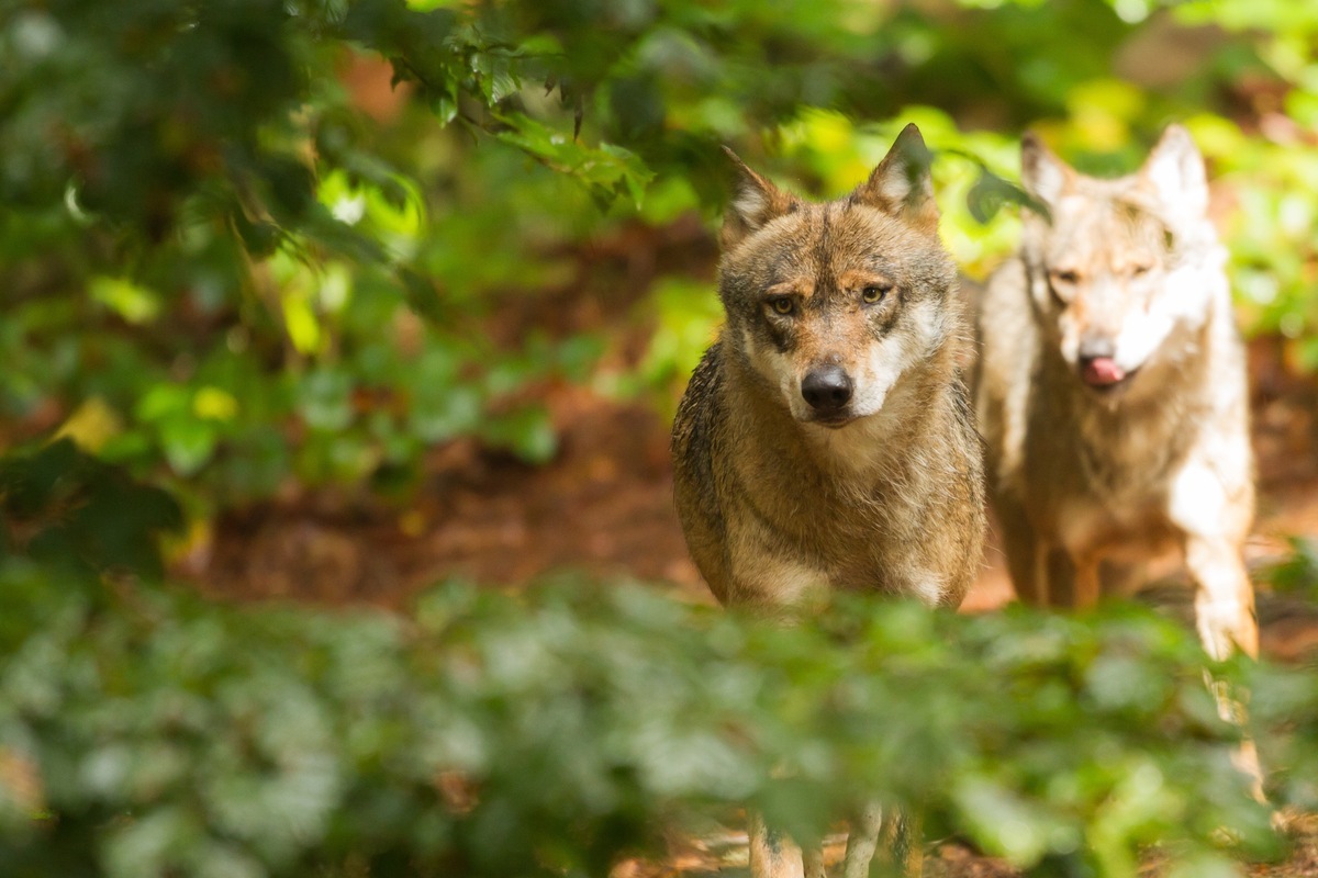 In the county of Drôme: a wolf from Lus-la-Croix-Haute was killed illegally