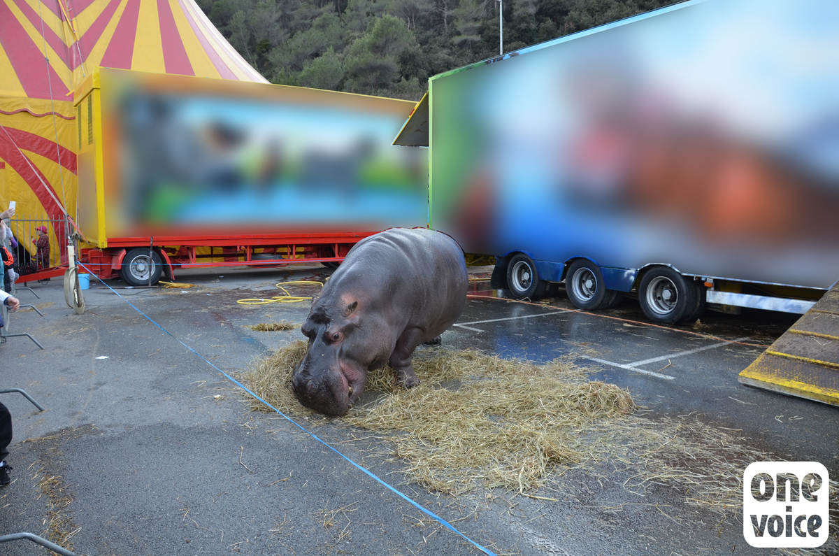 Freedom for Jumbo, a hippo prisoner of the circus!