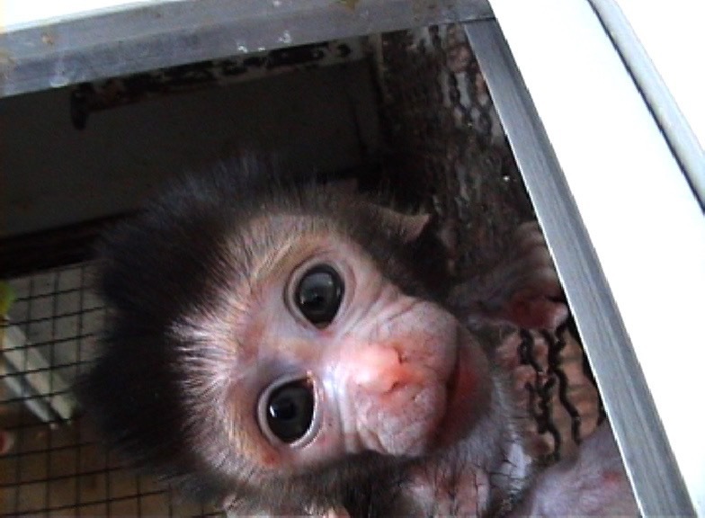 Mobilization of One Voice against the air transport of monkeys destined for animal experimentation and the role of Air France in particular