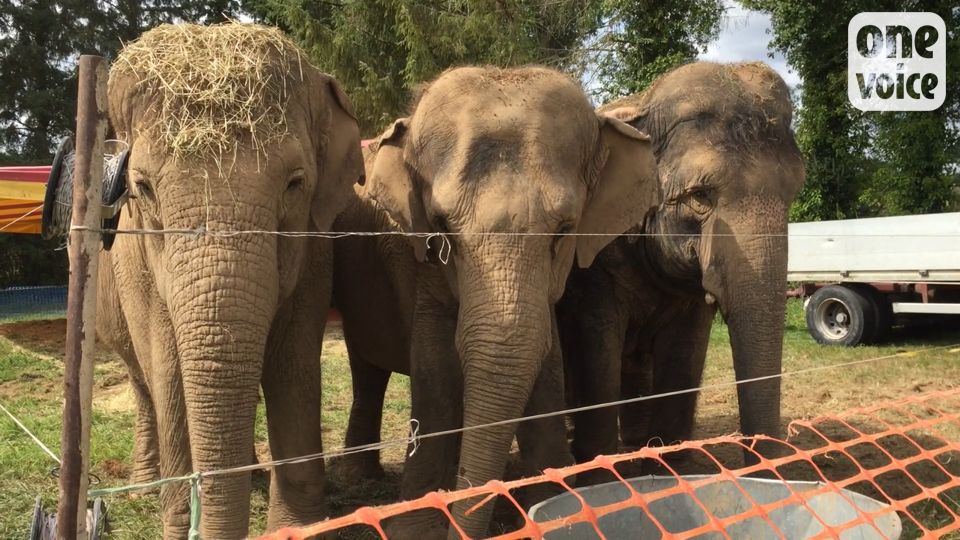 Circus: One Voice calls for the release of three elephants