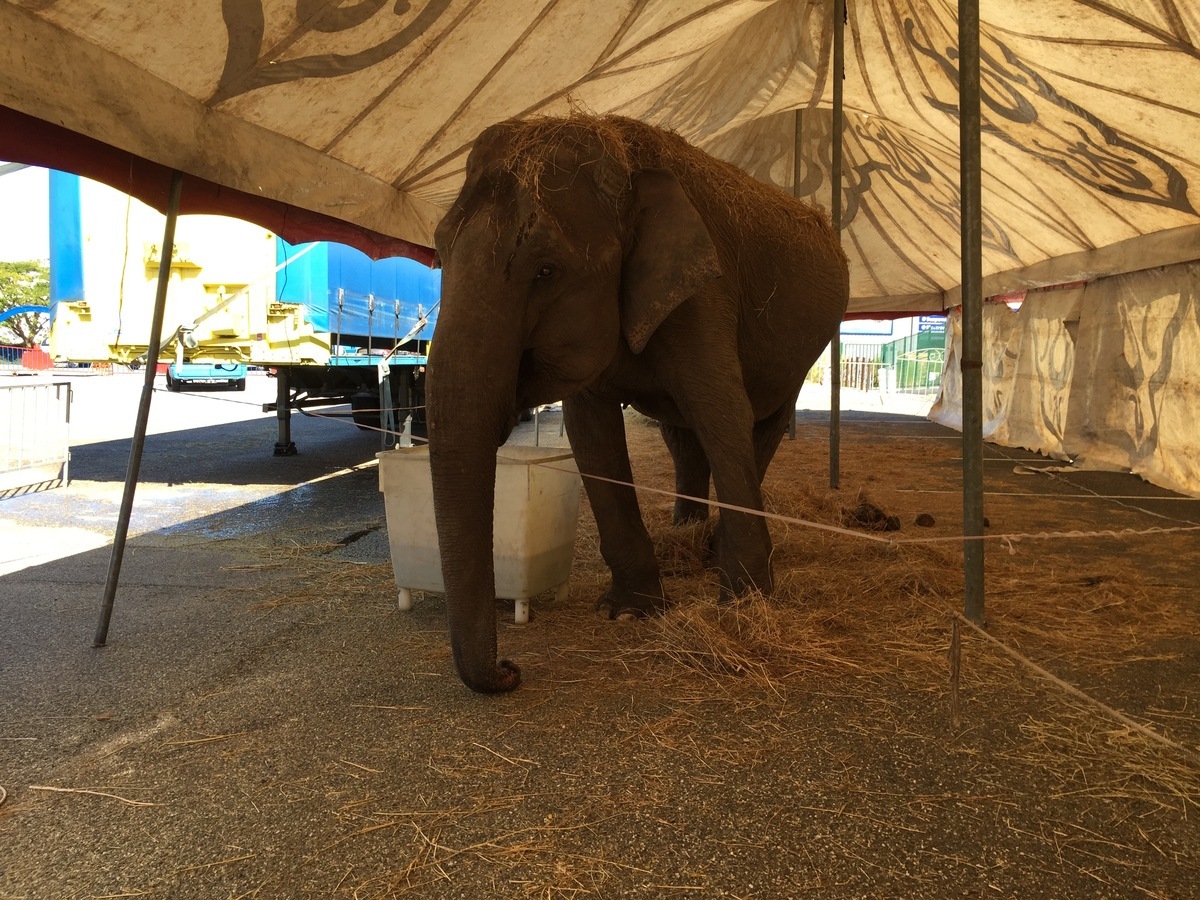 Circuses with animals : the municipality of Tours slams the door in the face of the association One Voice