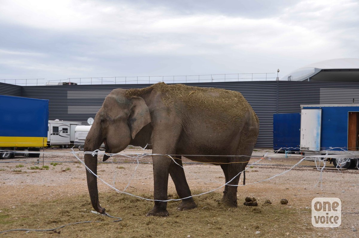 One voice at the administrative court of Bordeaux: hearing on 17 october 2017 to rule on the liberation of the elephant Maya from the circus who holds her