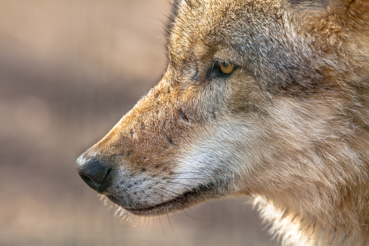 Savoie: 3 wolves killed illegally
