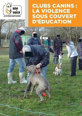 Clubs canins: la violence sous couvert d'éducation