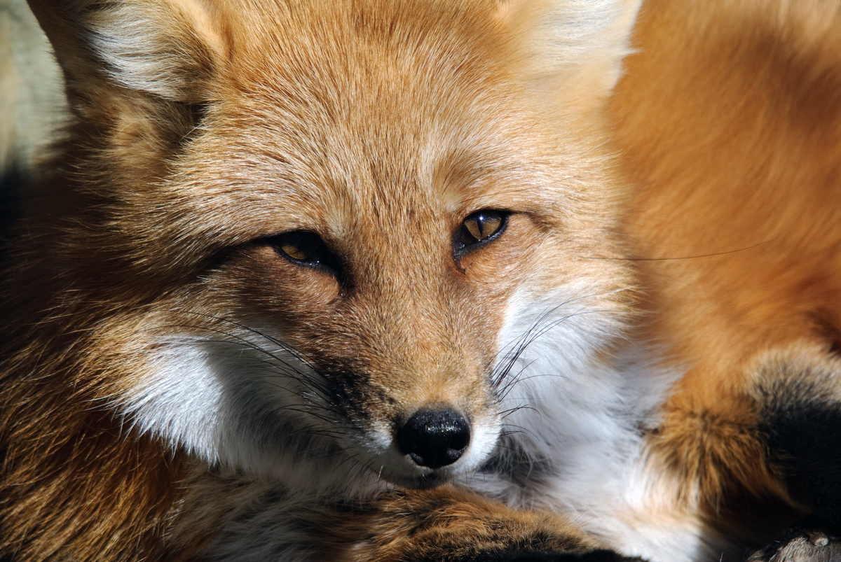 Fox protection: One Voice campaigning to rehabilitate the status of an animal so odiously hunted