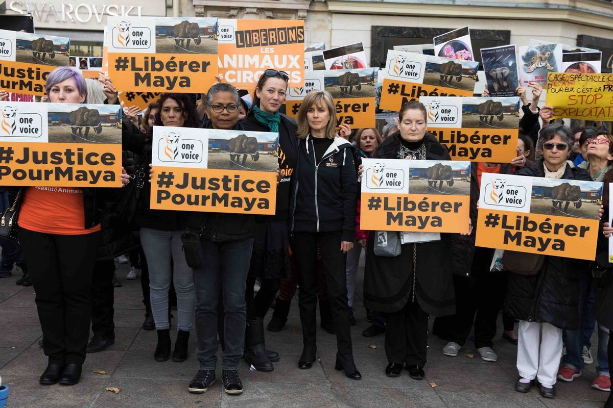 To free Maya, a silent protest is being organized by One Voice in front of the circus that detains and exploits her, this Saturday, November 4th at 12.00 pm in Cannes!