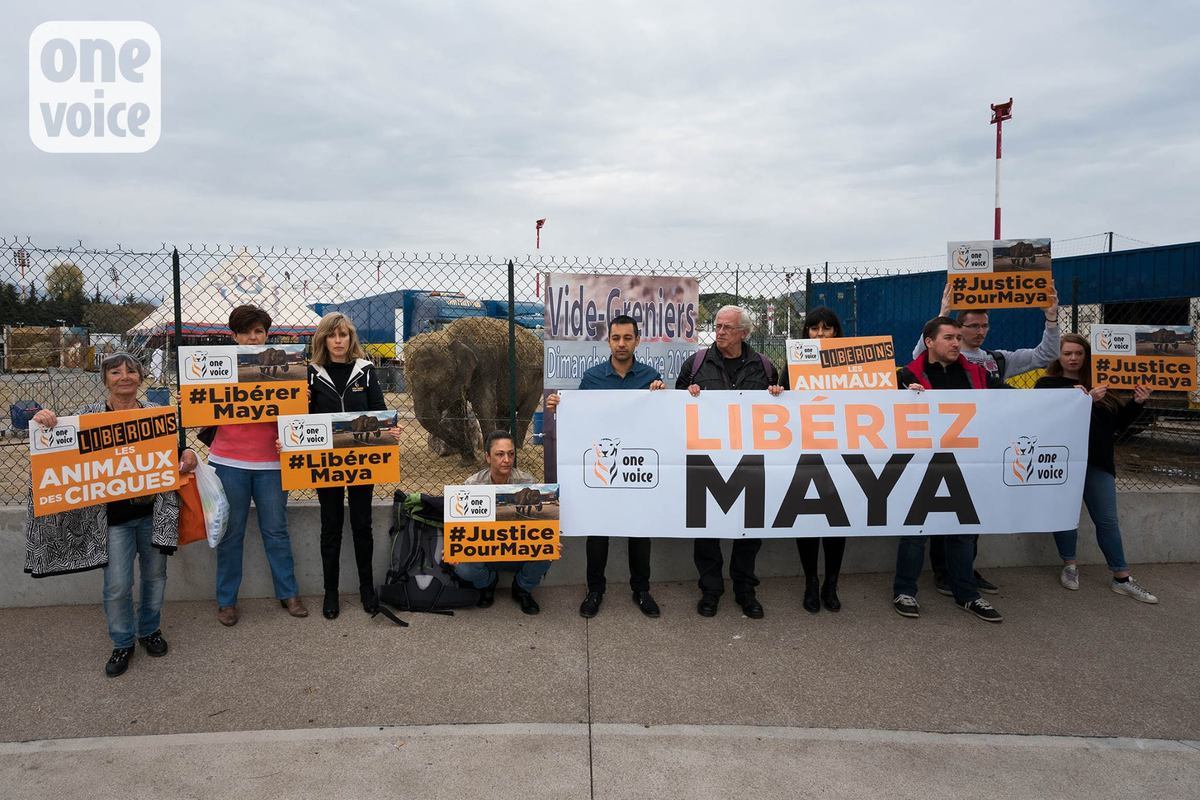 To obtain the release of Maya the elephant from the circus who has flouted her basic needs, One Voice organizes a rally in front of the Prefecture of Agen, place de Verdun, November 18th, 2017 at 2.00 pm.
