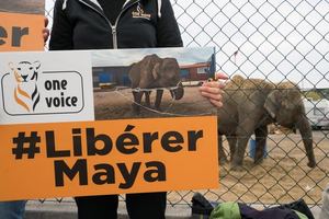 Rassemblement pour l'éléphante Maya à Cannes