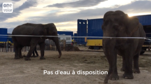 Nelly et Brigit, des éléphantes captives dans un cirque