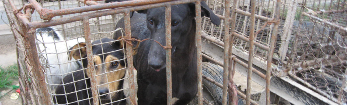 Chiens en Chine : ce qui arrive sans loi de protection des animaux…