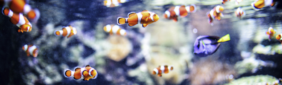 Poissons : l'effet Nemo