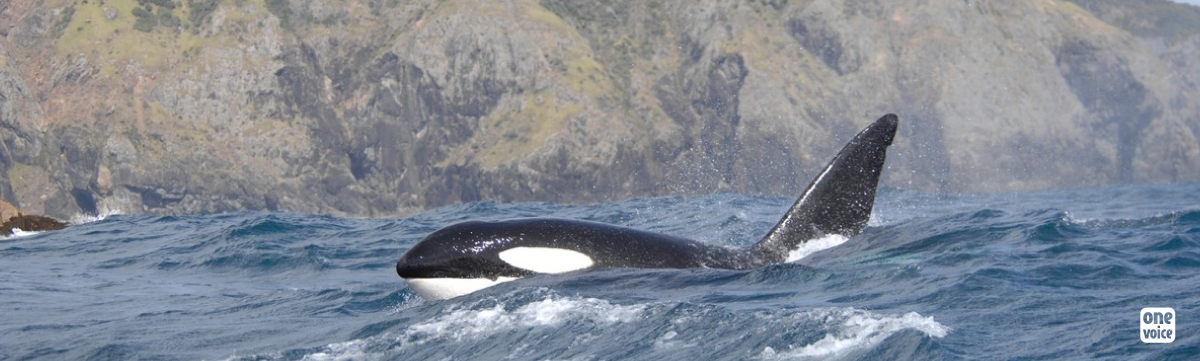 Le PCB menace les orques d'extinction en Europe