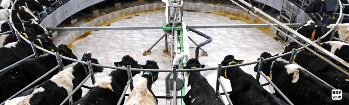 Témoignages : la ferme des 1000 vaches visitée par des agriculteurs !