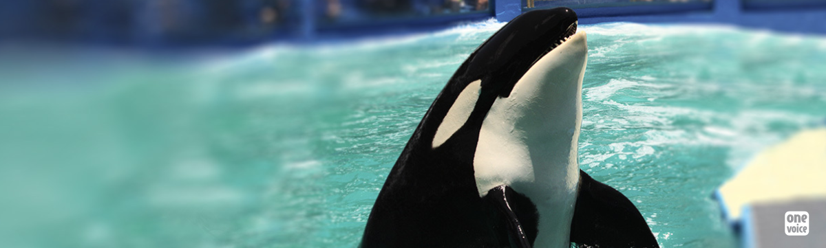 Lolita, the lonely orca, must go home