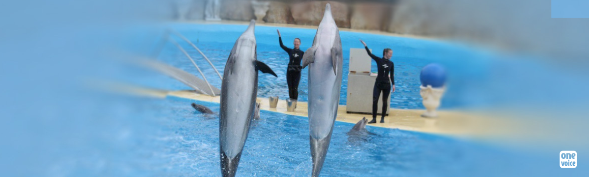 Sharky et Lotty, doyennes des dauphins captifs