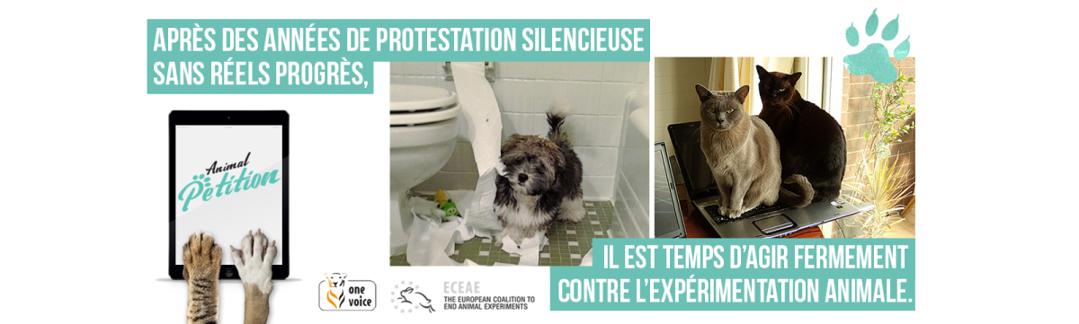 AnimalPetition : Stop à la souffrance dans les laboratoires