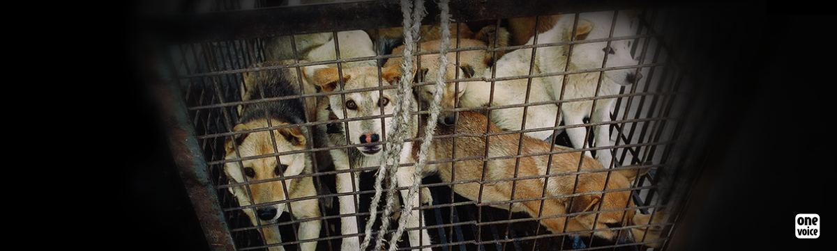 Pour les chiens et les chats sacrifiés en Chine