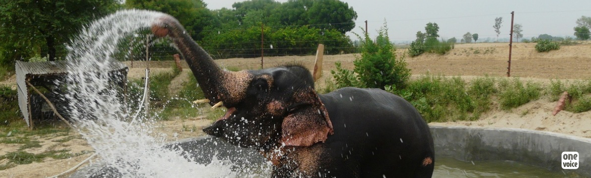 Coming soon… an elephant sanctuary in Europe!